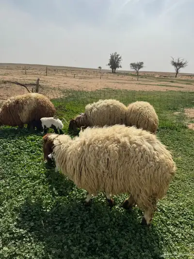 جذعه متوم و اربع جذعات ع واحد 5