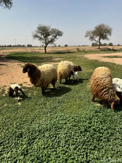 جذعه متوم و اربع جذعات ع واحد 12