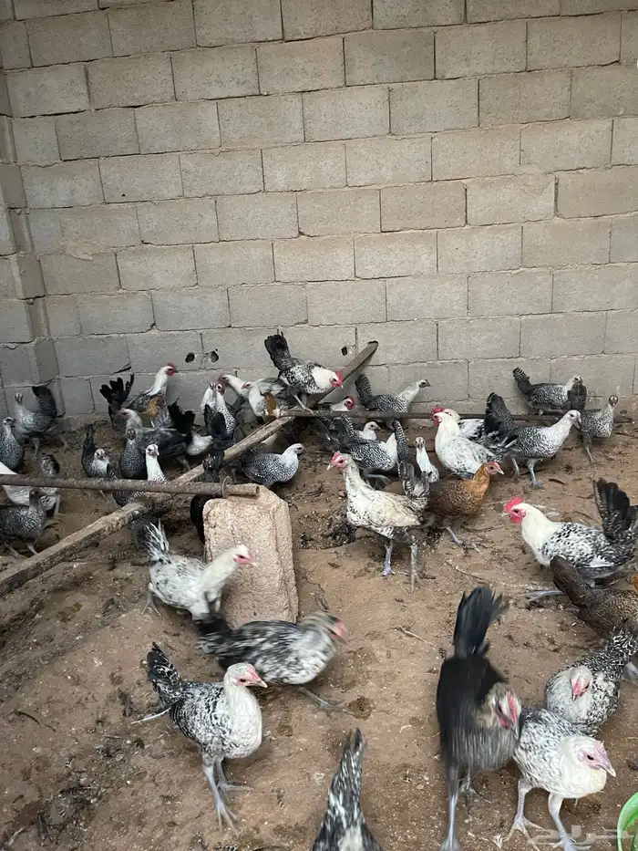 دجاج للبيع فيومي 2