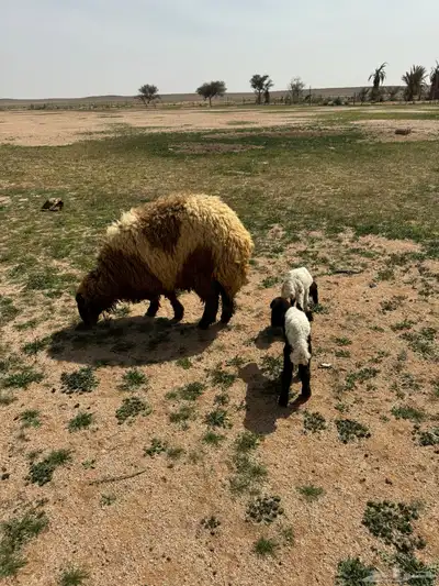 جذعه متوم و اربع جذعات ع واحد 2