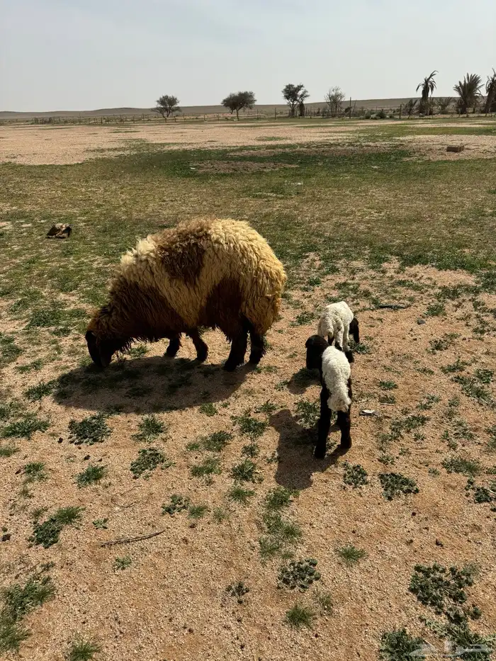 جذعه متوم و اربع جذعات ع واحد 2