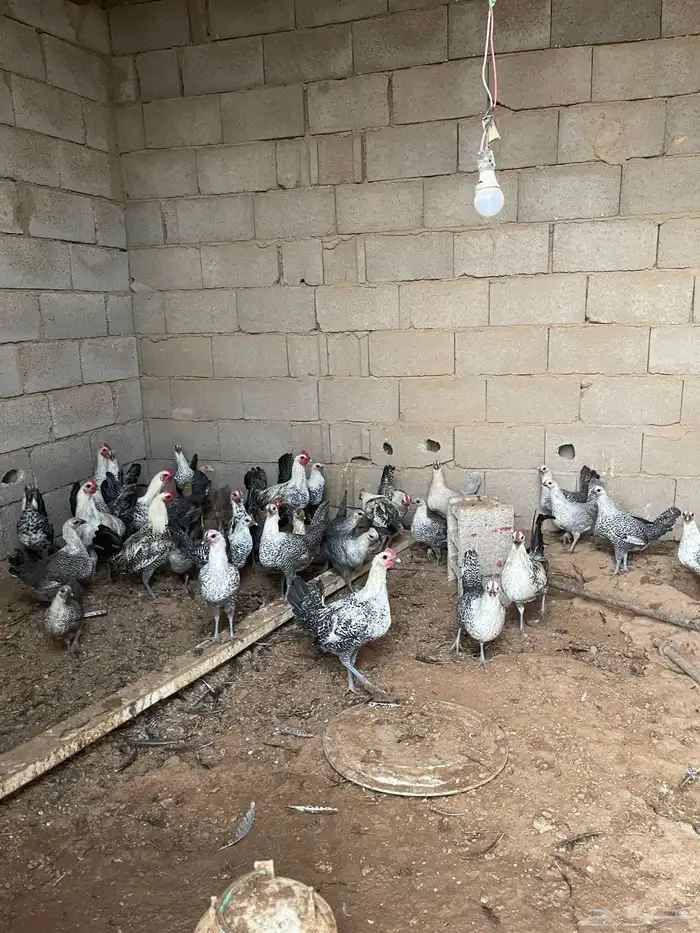 دجاج للبيع فيومي 3