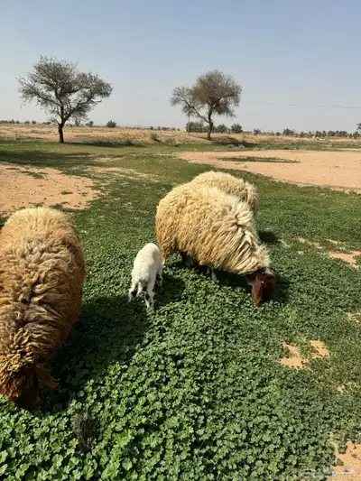 جذعه متوم و اربع جذعات ع واحد 18