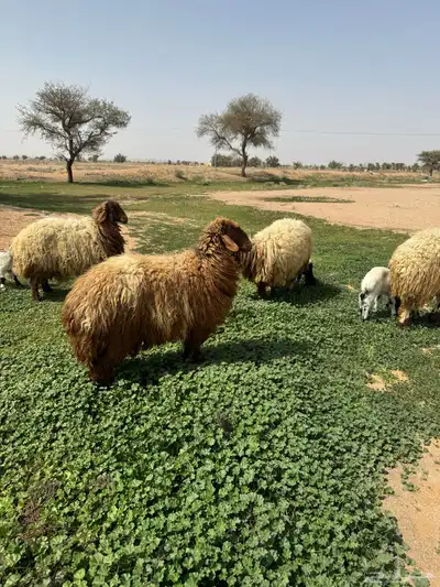 جذعه متوم و اربع جذعات ع واحد 3