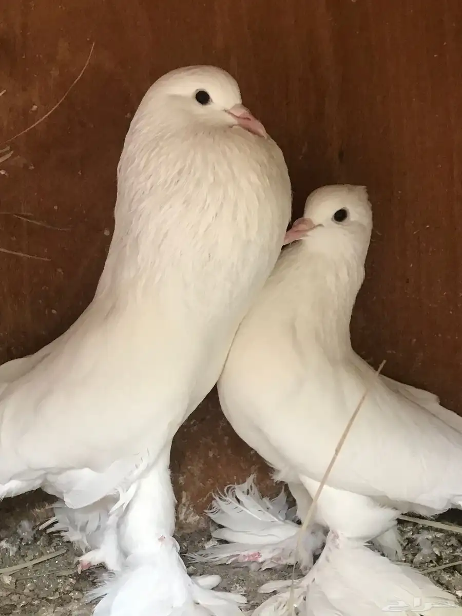 زوجين نفاخ أبيض صك 3