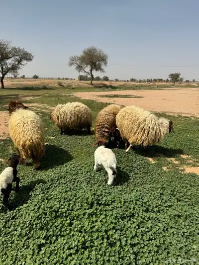 جذعه متوم و اربع جذعات ع واحد 13