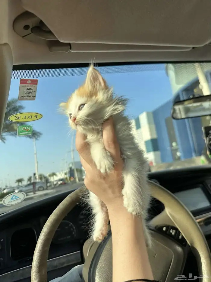 قطط 0