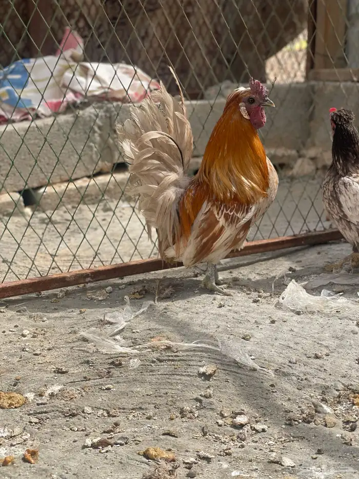 طقم دجاج حباحب ملون مستوى طيب 9
