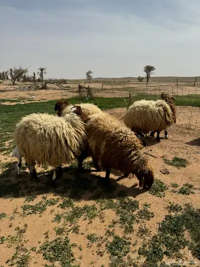 جذعه متوم و اربع جذعات ع واحد 10