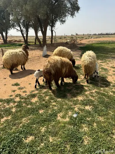 جذعه متوم و اربع جذعات ع واحد 11