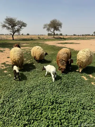 جذعه متوم و اربع جذعات ع واحد 14