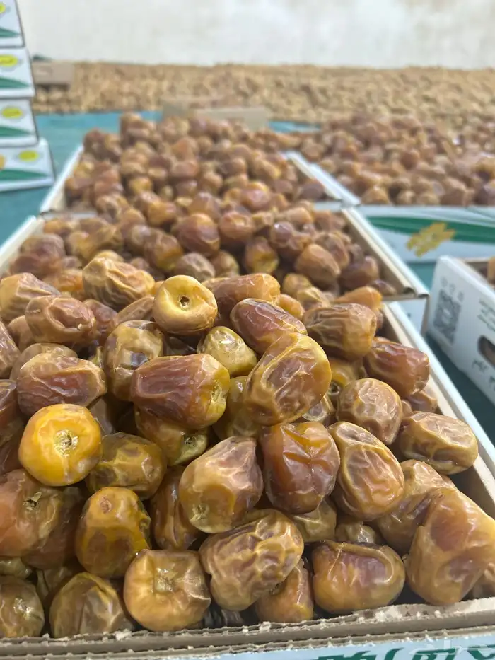 أفخر انواع تمور القصيم الملكيه 6