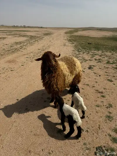 جذعه متوم و اربع جذعات ع واحد 1