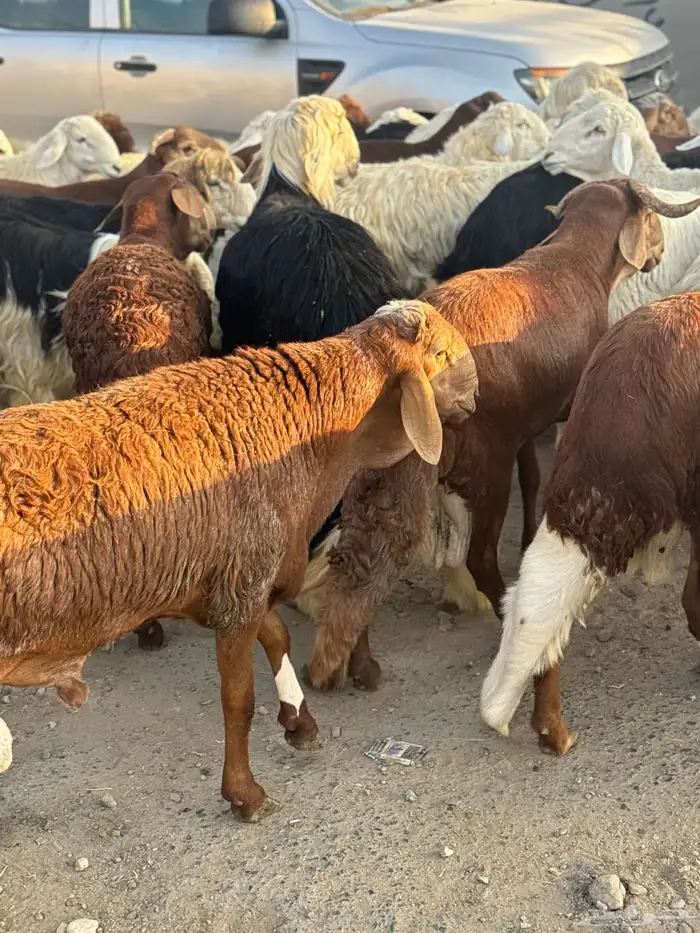 ذبايح جميع الذبايح طائفية 0