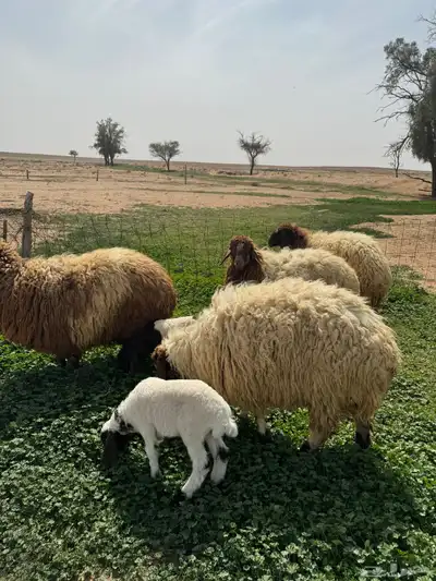 جذعه متوم و اربع جذعات ع واحد 4
