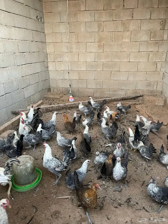 دجاج للبيع فيومي 0