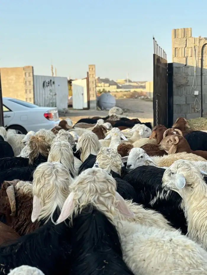 ذبايح جميع الذبايح طائفية 1