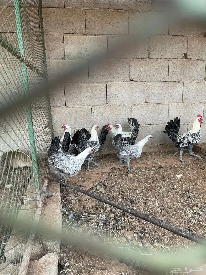 دجاج للبيع فيومي 7