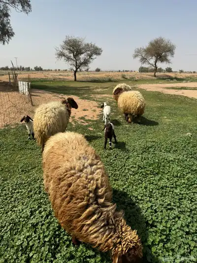 جذعه متوم و اربع جذعات ع واحد 8