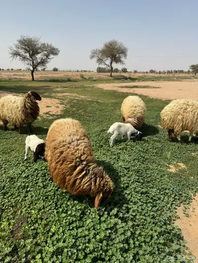 جذعه متوم و اربع جذعات ع واحد 9