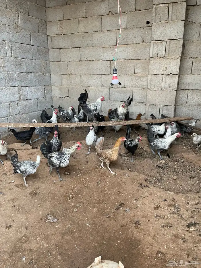 دجاج للبيع فيومي 9
