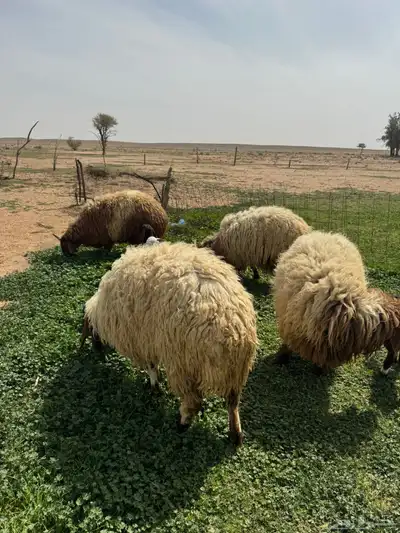 جذعه متوم و اربع جذعات ع واحد 6