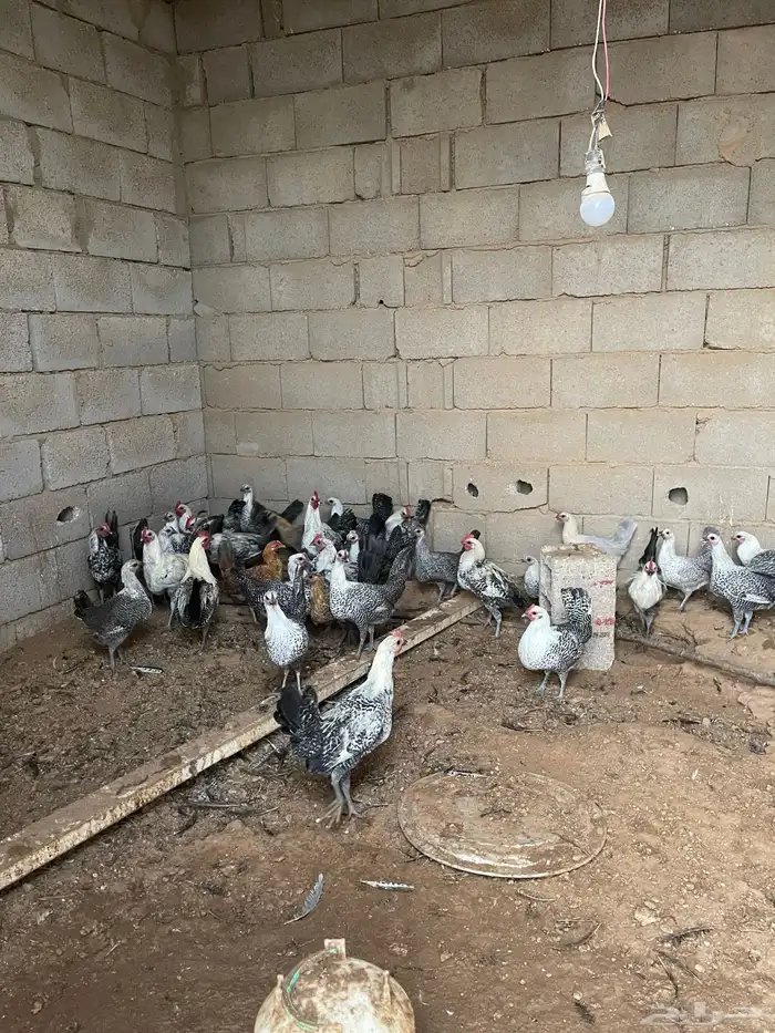 دجاج للبيع فيومي 4