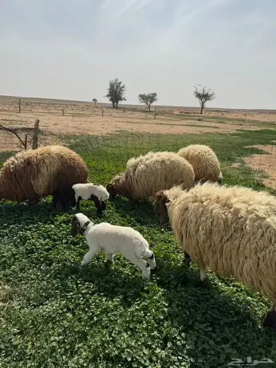 جذعه متوم و اربع جذعات ع واحد 21