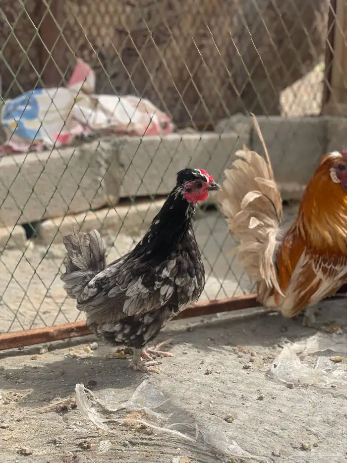 طقم دجاج حباحب ملون مستوى طيب 4