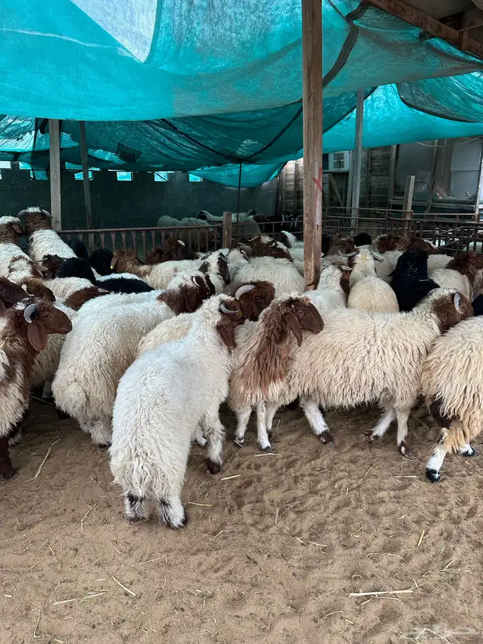 ذبايح الدمام 4