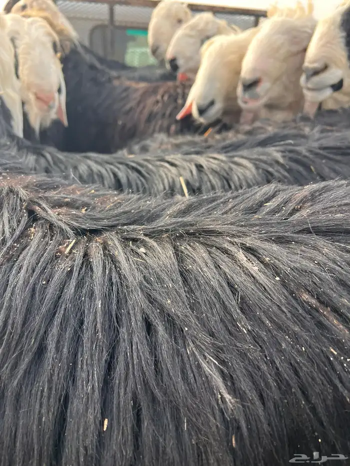 طليان نجد جبره تم البيع 2