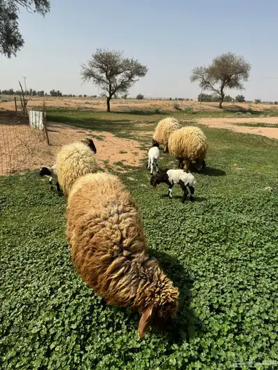 جذعه متوم و اربع جذعات ع واحد 20