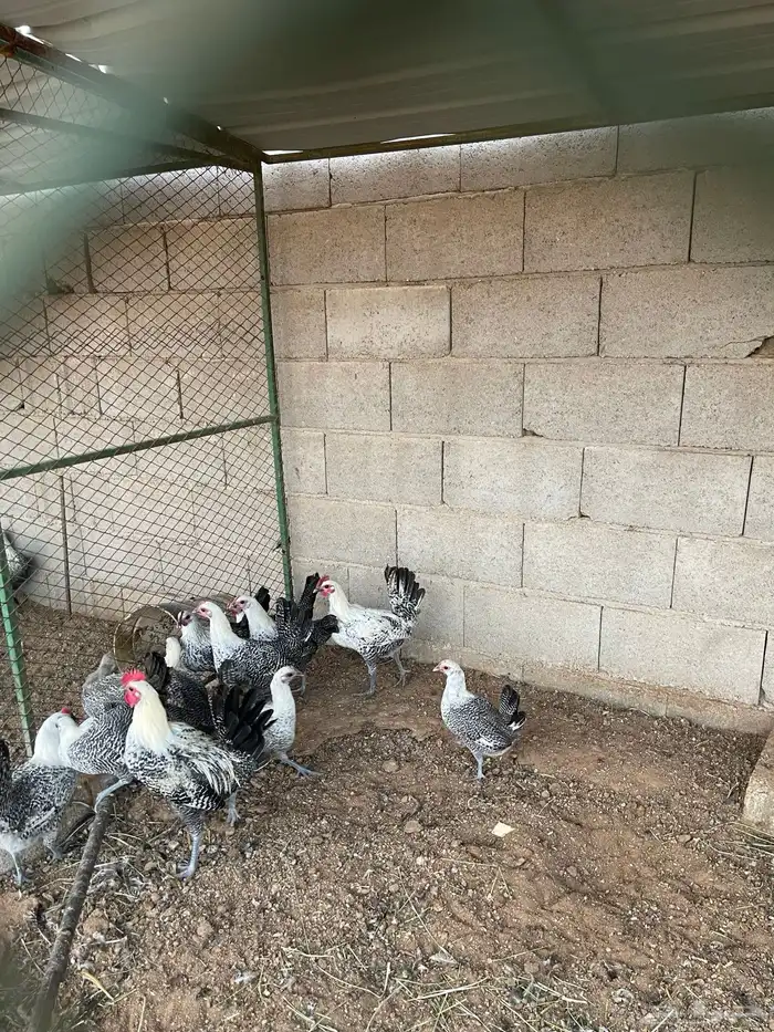 دجاج للبيع فيومي 8