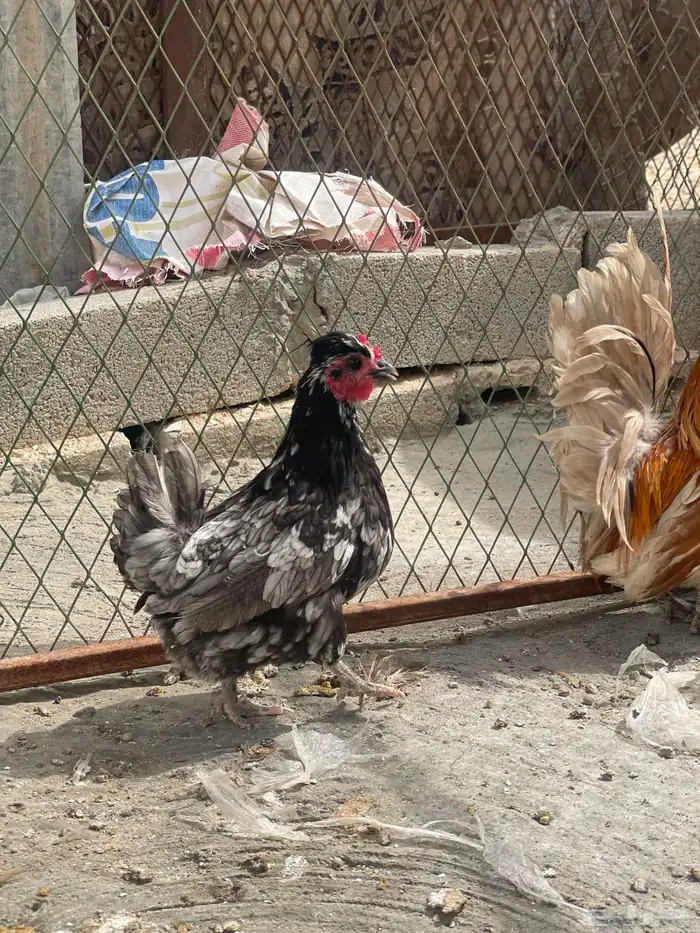طقم دجاج حباحب ملون مستوى طيب 6