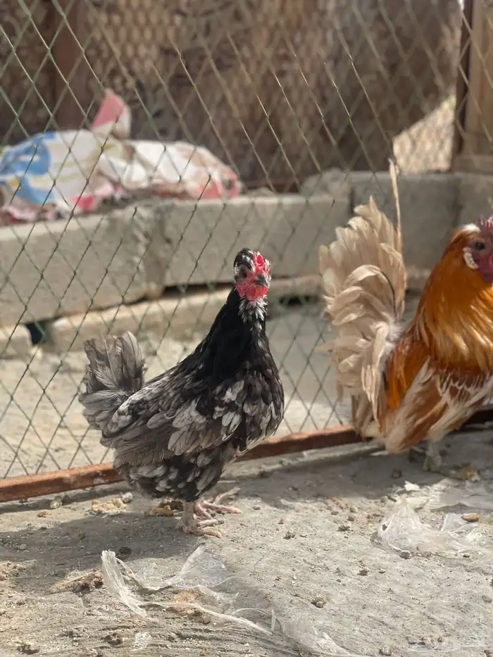 طقم دجاج حباحب ملون مستوى طيب 5