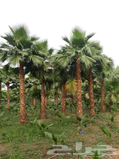 نخل واشنطني زينه للبيع على جميع المقاسات والأشكال المختلفه 0