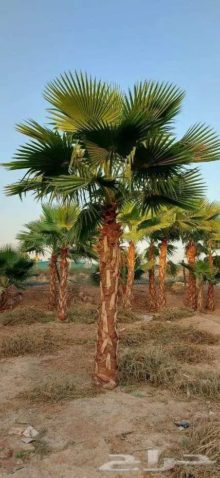 نخل واشنطني زينه للبيع على جميع المقاسات والأشكال المختلفه 24