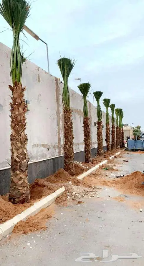 نخل واشنطني زينه للبيع على جميع المقاسات والأشكال المختلفه 22