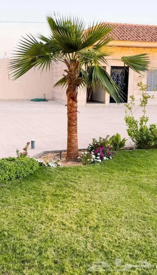 نخل واشنطني زينه للبيع على جميع المقاسات والأشكال المختلفه 21