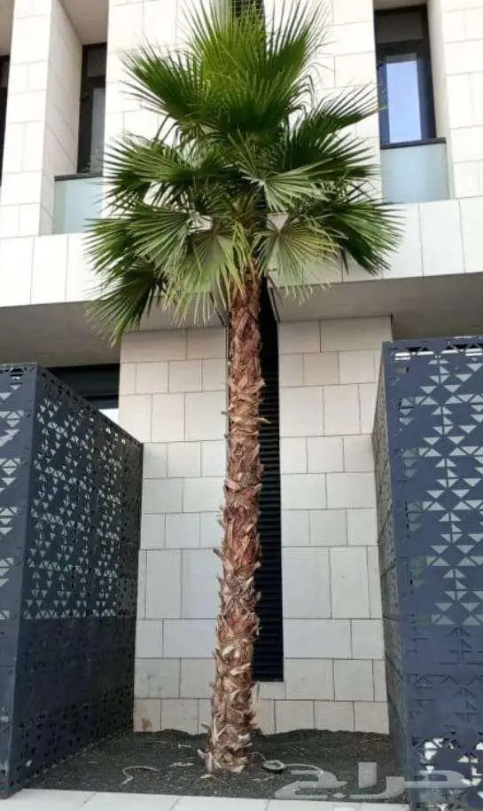 نخل واشنطني زينه للبيع على جميع المقاسات والأشكال المختلفه 18