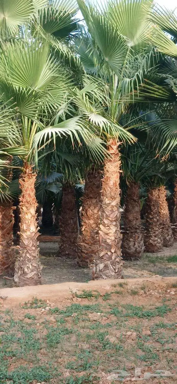 نخل واشنطني زينه للبيع على جميع المقاسات والأشكال المختلفه 28