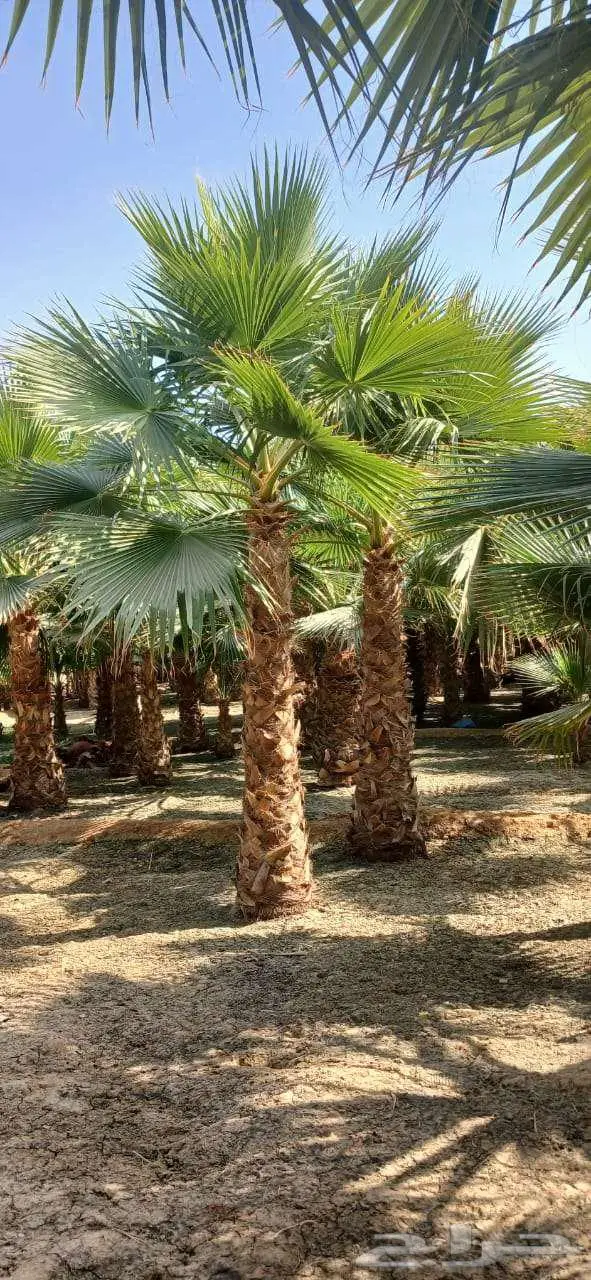 نخل واشنطني زينه للبيع على جميع المقاسات والأشكال المختلفه 27