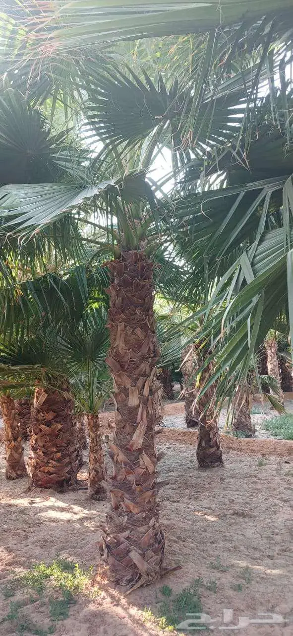 نخل واشنطني زينه للبيع على جميع المقاسات والأشكال المختلفه 26