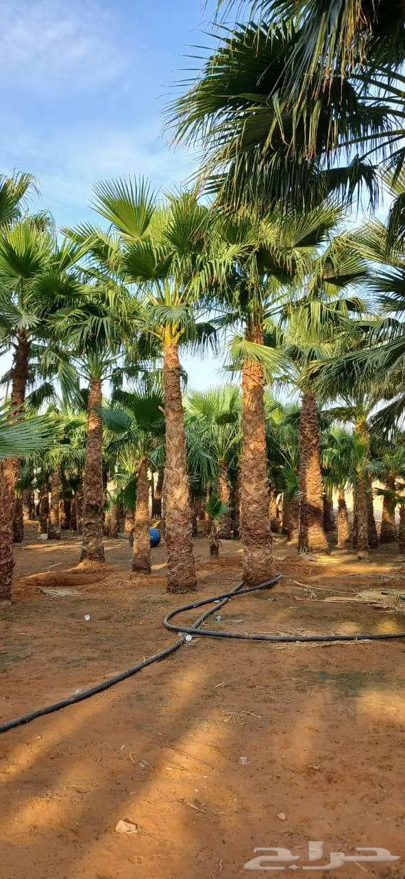 نخل واشنطني زينه للبيع على جميع المقاسات والأشكال المختلفه 11