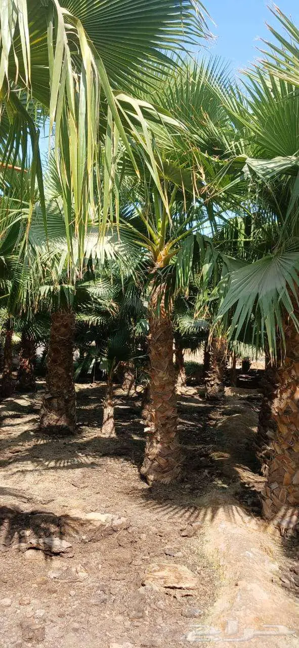 نخل واشنطني زينه للبيع على جميع المقاسات والأشكال المختلفه 9