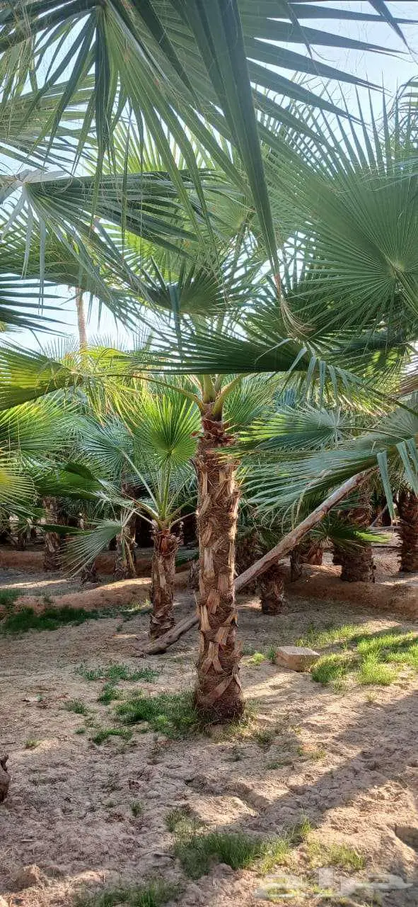نخل واشنطني زينه للبيع على جميع المقاسات والأشكال المختلفه 8