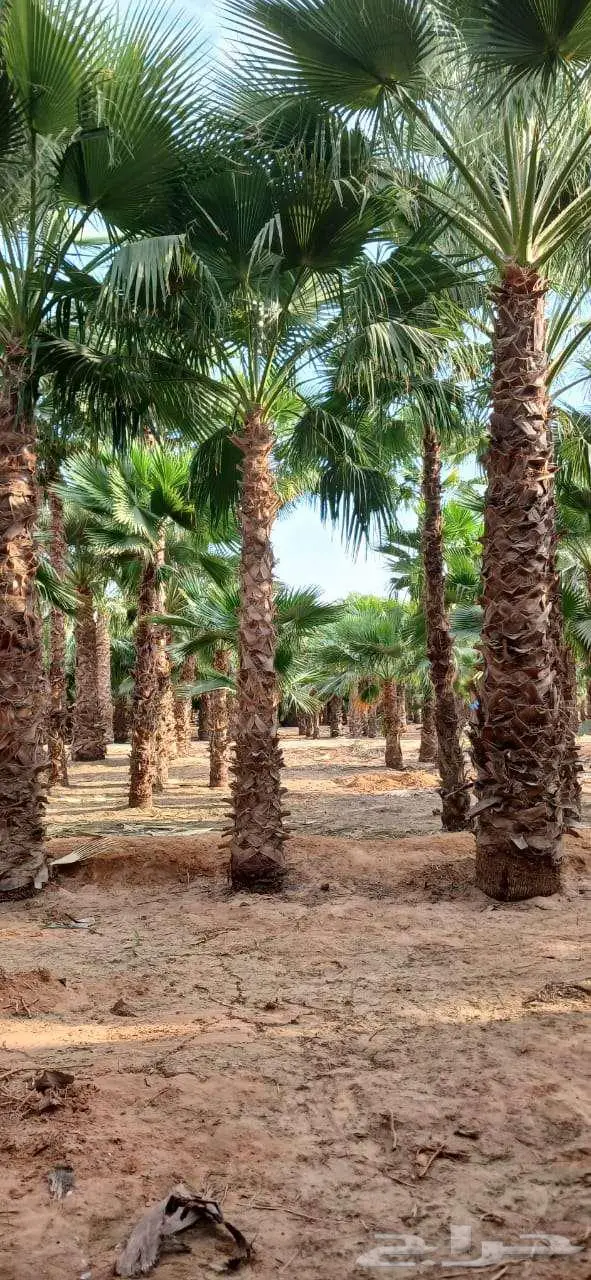 نخل واشنطني زينه للبيع على جميع المقاسات والأشكال المختلفه 7