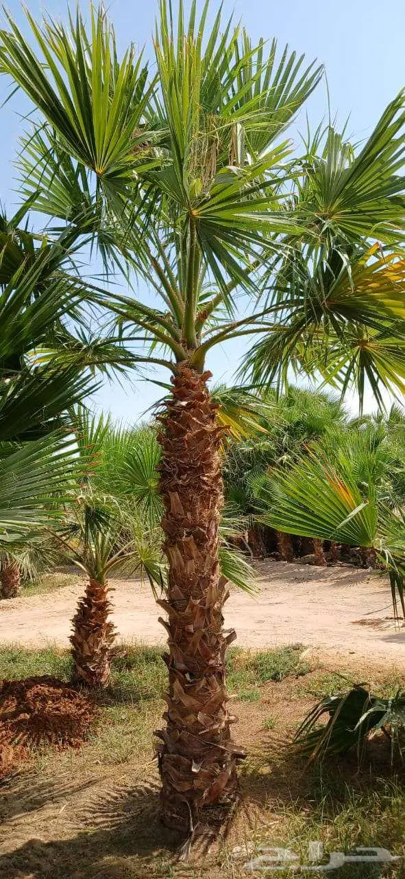 نخل واشنطني زينه للبيع على جميع المقاسات والأشكال المختلفه 3