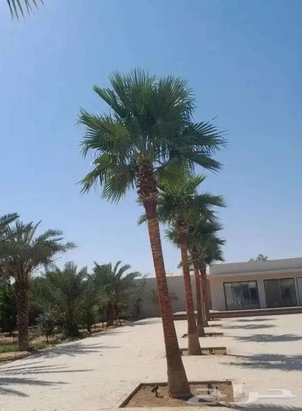 نخل واشنطني زينه للبيع على جميع المقاسات والأشكال المختلفه 32