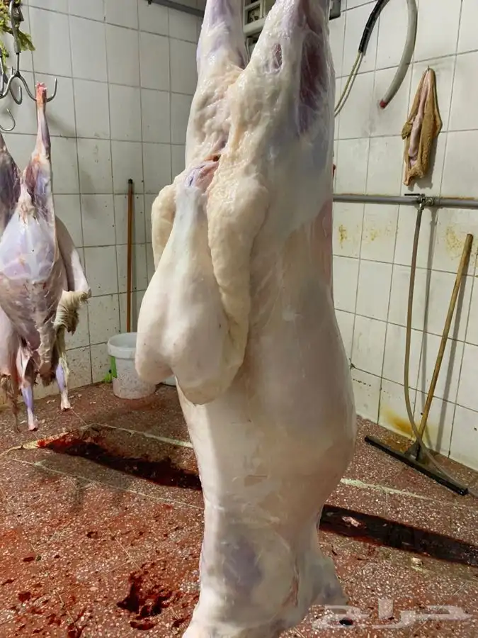 حري ذبايح ثلاجه ذبائح تيوس يوجد صلخ وتقطيع وتوصيل 0